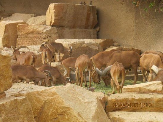 Riyad Zoo